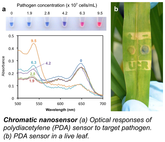 Injectable chromatic nanosensors for in vivo detection